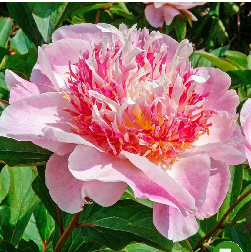 PEONY PLANTS