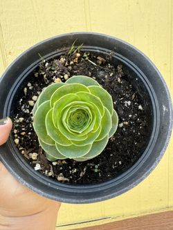 Aeonium aureum greenovia mountain rose