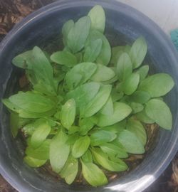 Heal-All Plants