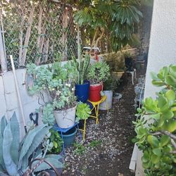 Plants Pots Plant Stands 