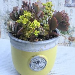 $7 Scallopped succulent