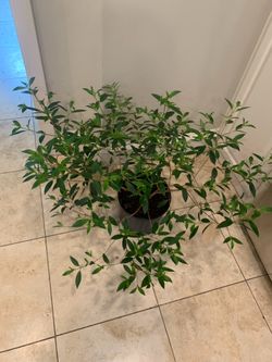 Tibouchina Bush (Morning Glory) dwarf