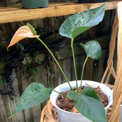 Anthurium Andraeanum Plant/exotic Plan/home Decor/ Indoor Plant Outdoor Plant/ Decorative Plant 
