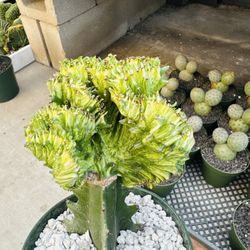 Euphorbia Ghost Variegated Imported