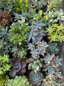 Succulent Plants