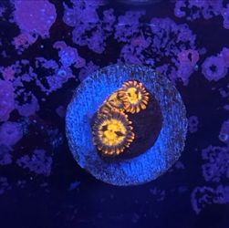Omega Flame Zoa Display Decor