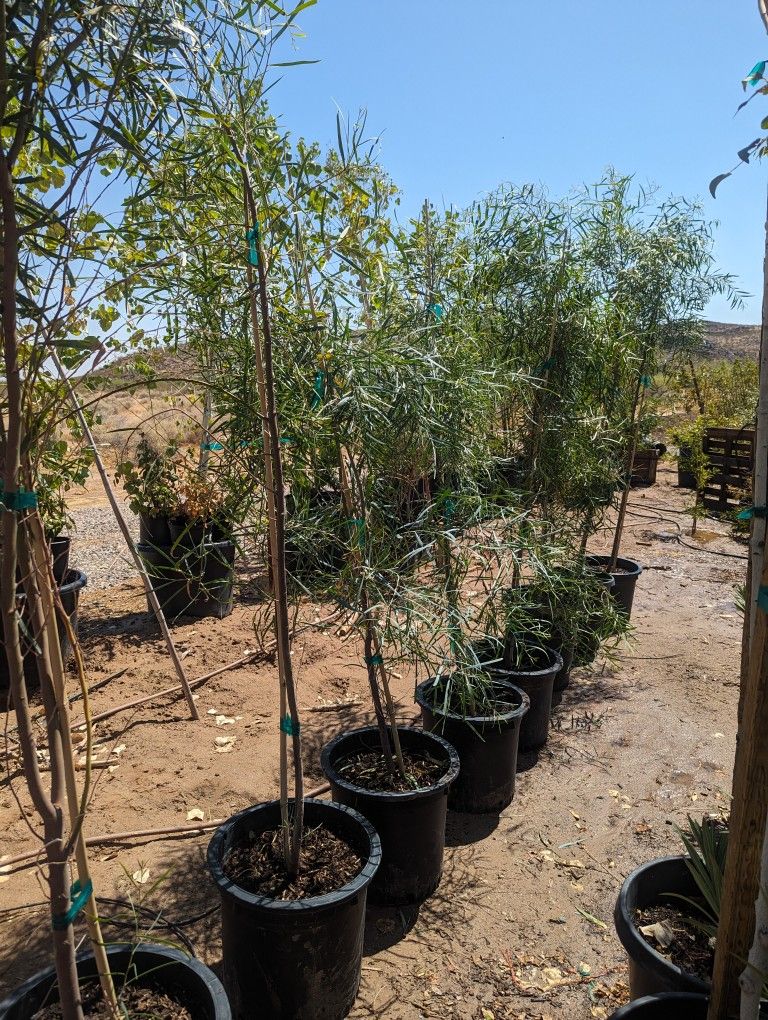$65 Willow Acacia Tree Delivery Is Available