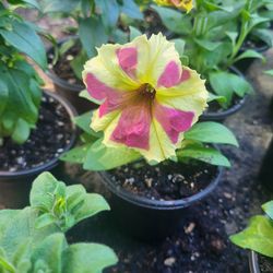 Bicolor Lime And Pink Petunia Flower Plants! Several Colors Available! 2026 Plants Are Available!