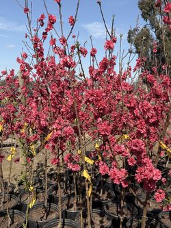 Red Baron Peach Tree