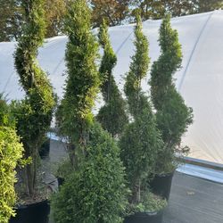 JUNIPERS SPIRALS / TOPIARY TREES   