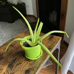 Aloe    (succulent/house plant)