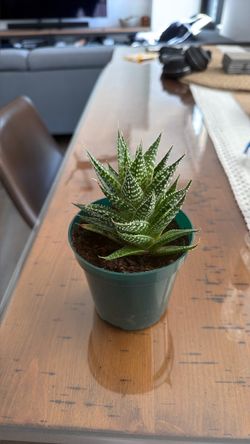 Zebra Haworthia plant
