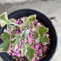 Variegated Korean Senecio Plant, In 4 Inch Pot Pick Up Only