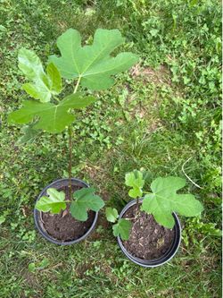 Fig Tree