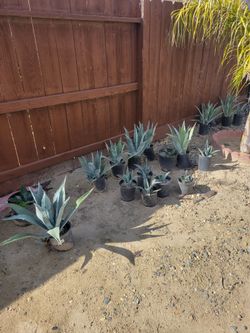 Maguey Plants