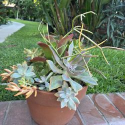 Decoration Suculents Plants Mix