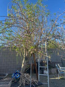 Local Moringa Pods or seeds