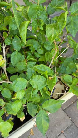 Arabian Jasmin / Mogra