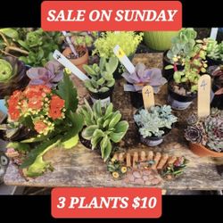 BIG PLANT SALE THIS SUNDAY IN SAN LORENZO..MANY 3 FOR ONLY $10..1PM TO 5PM