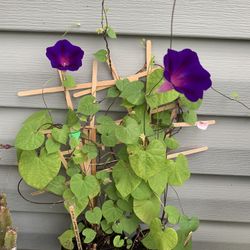 1 Medium Morning Glory Vine W/ Purple Flowers, Comes Back Every Year, Can Be Trimmed To Stay In Pot, Winter Hardy