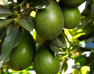 Grafted   Avocado, Apple, Cherry, Pear, Peach, Nectarine, Plum, Mandarin   Trees