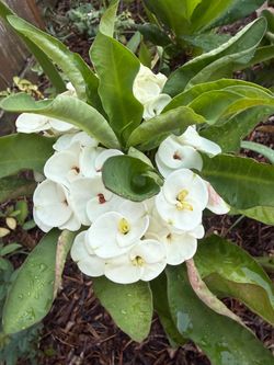 Crown of thorns