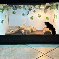 Reptile Tank