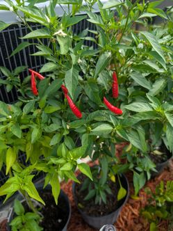 Thai chili peppers