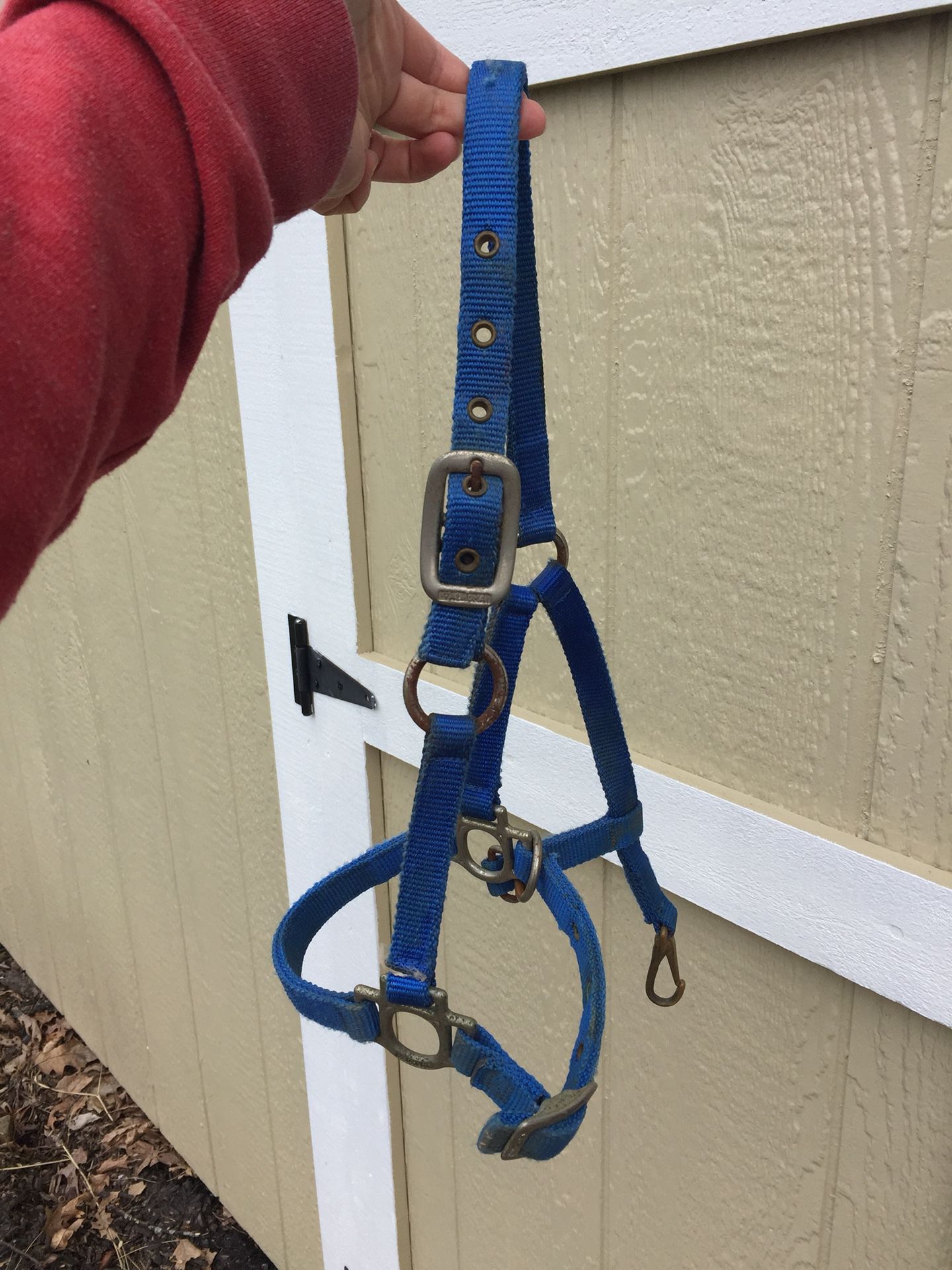Mini horse or yearling halter