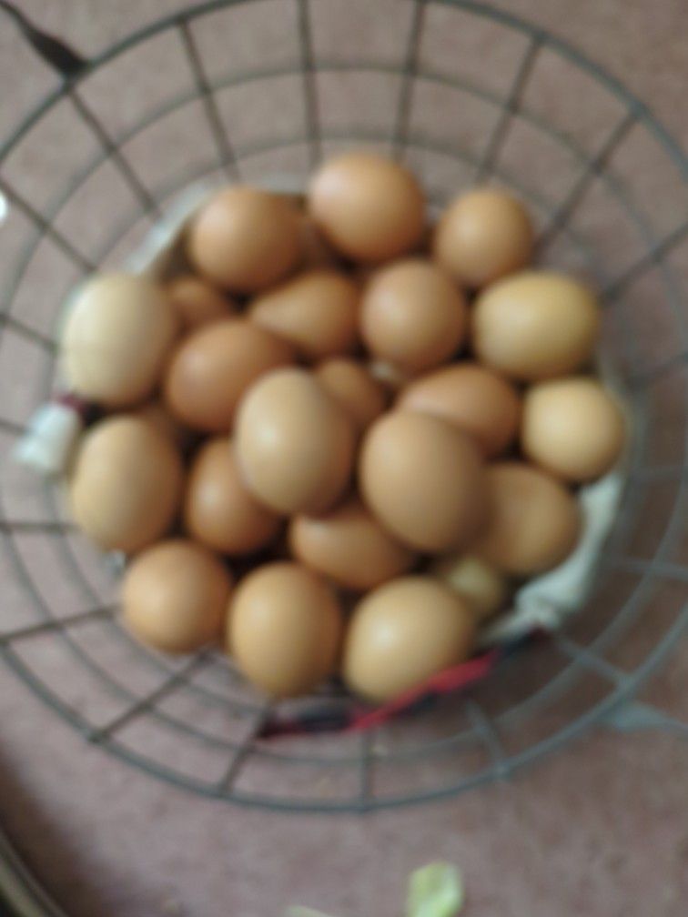 Organic Fresh Eggs