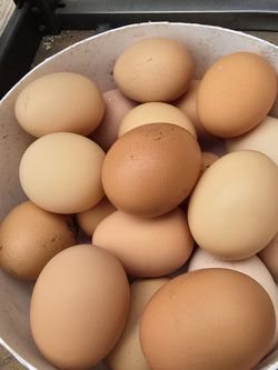 eggs fresh organic
