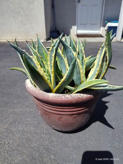 Plants betigater maguy