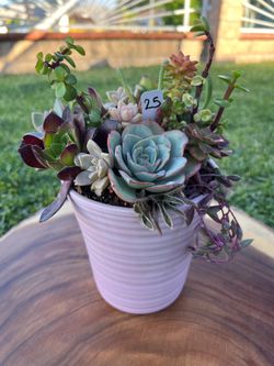 Mother’s Day Succulent arrangement