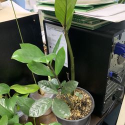 Zz Plant/money Tree