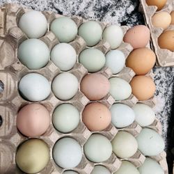Green Eggs 