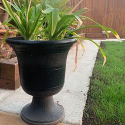 Planter 