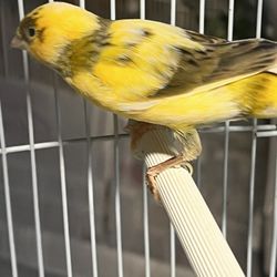 Cage Canary 