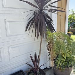 Beautiful Tall Plant In A Big Planter 