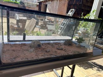 20 gallon tank