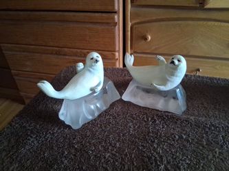 Seal pups