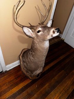 8 point white tail mount