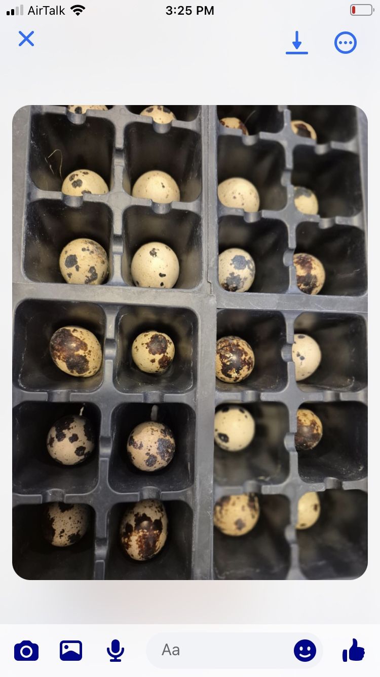 Quail Eggs