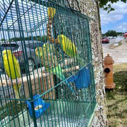 Birds And Cages 
