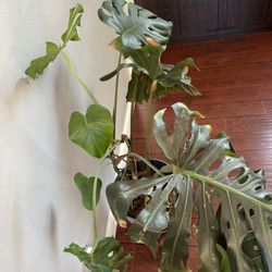 Large Monstera Deliciosa Indoor Plant