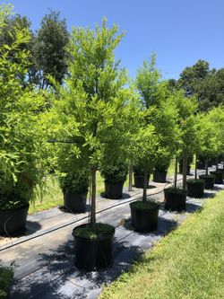 Bold Cypress 7-8 Ft
