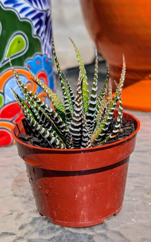 Zebra Striped Succulent