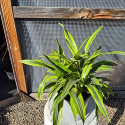 Dracaena Lemon Lime Plant 8" Pot 