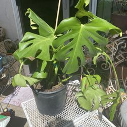 Two Monstera Plants For $20