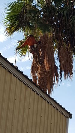 Clean palm tree se apodan palmas y árboles
