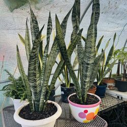 Plants  For Sale  25 Each 